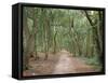 Path Through the Forest in Summer, Avon, England, United Kingdom-Michael Busselle-Framed Stretched Canvas