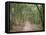 Path Through the Forest in Summer, Avon, England, United Kingdom-Michael Busselle-Framed Stretched Canvas