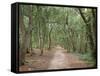 Path Through the Forest in Summer, Avon, England, United Kingdom-Michael Busselle-Framed Stretched Canvas