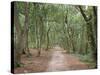 Path Through the Forest in Summer, Avon, England, United Kingdom-Michael Busselle-Stretched Canvas