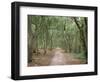 Path Through the Forest in Summer, Avon, England, United Kingdom-Michael Busselle-Framed Photographic Print