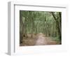 Path Through the Forest in Summer, Avon, England, United Kingdom-Michael Busselle-Framed Photographic Print