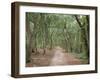 Path Through the Forest in Summer, Avon, England, United Kingdom-Michael Busselle-Framed Photographic Print