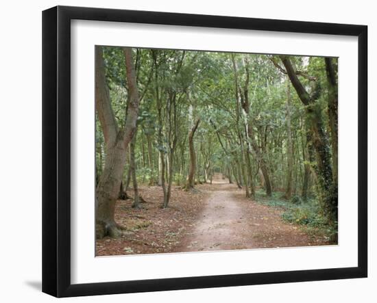 Path Through the Forest in Summer, Avon, England, United Kingdom-Michael Busselle-Framed Photographic Print