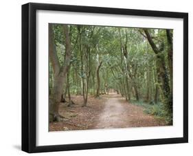 Path Through the Forest in Summer, Avon, England, United Kingdom-Michael Busselle-Framed Photographic Print