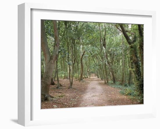 Path Through the Forest in Summer, Avon, England, United Kingdom-Michael Busselle-Framed Photographic Print