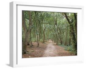 Path Through the Forest in Summer, Avon, England, United Kingdom-Michael Busselle-Framed Photographic Print