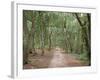 Path Through the Forest in Summer, Avon, England, United Kingdom-Michael Busselle-Framed Photographic Print