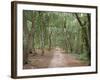 Path Through the Forest in Summer, Avon, England, United Kingdom-Michael Busselle-Framed Photographic Print