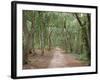 Path Through the Forest in Summer, Avon, England, United Kingdom-Michael Busselle-Framed Photographic Print