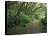 Path Through Trees, Redwoods National Park, CA-Mark Gibson-Stretched Canvas