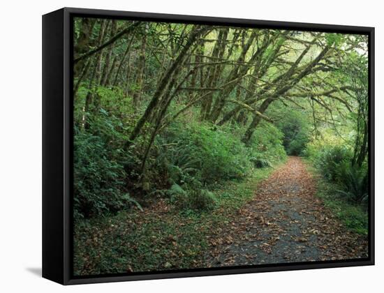 Path Through Trees, Redwoods National Park, CA-Mark Gibson-Framed Stretched Canvas