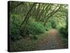 Path Through Trees, Redwoods National Park, CA-Mark Gibson-Stretched Canvas