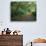 Path Through Trees, Redwoods National Park, CA-Mark Gibson-Premium Photographic Print displayed on a wall