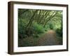 Path Through Trees, Redwoods National Park, CA-Mark Gibson-Framed Photographic Print