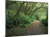 Path Through Trees, Redwoods National Park, CA-Mark Gibson-Mounted Photographic Print