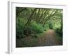 Path Through Trees, Redwoods National Park, CA-Mark Gibson-Framed Photographic Print