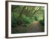 Path Through Trees, Redwoods National Park, CA-Mark Gibson-Framed Photographic Print