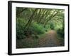 Path Through Trees, Redwoods National Park, CA-Mark Gibson-Framed Photographic Print