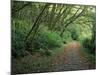 Path Through Trees, Redwoods National Park, CA-Mark Gibson-Mounted Photographic Print