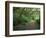 Path Through Trees, Redwoods National Park, CA-Mark Gibson-Framed Photographic Print