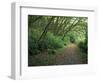 Path Through Trees, Redwoods National Park, CA-Mark Gibson-Framed Photographic Print