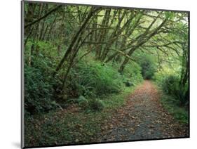 Path Through Trees, Redwoods National Park, CA-Mark Gibson-Mounted Photographic Print