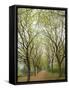 Path Through Tunnel of Trees at Monticello, Virginia, USA-Merrill Images-Framed Stretched Canvas