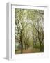 Path Through Tunnel of Trees at Monticello, Virginia, USA-Merrill Images-Framed Photographic Print