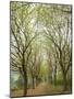 Path Through Tunnel of Trees at Monticello, Virginia, USA-Merrill Images-Mounted Photographic Print