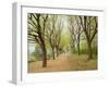 Path Through Tunnel of Trees at Monticello, Virginia, USA-Merrill Images-Framed Photographic Print