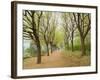 Path Through Tunnel of Trees at Monticello, Virginia, USA-Merrill Images-Framed Photographic Print