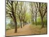 Path Through Tunnel of Trees at Monticello, Virginia, USA-Merrill Images-Mounted Photographic Print