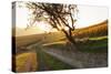 Path Through Vineyards in Autumn at Sunset-Marcus Lange-Stretched Canvas