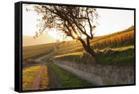 Path Through Vineyards in Autumn at Sunset-Marcus Lange-Framed Stretched Canvas