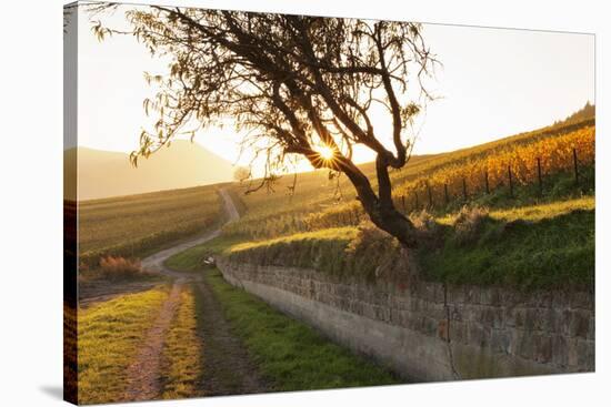 Path Through Vineyards in Autumn at Sunset-Marcus Lange-Stretched Canvas