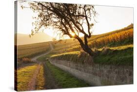 Path Through Vineyards in Autumn at Sunset-Marcus Lange-Stretched Canvas