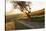 Path Through Vineyards in Autumn at Sunset-Marcus Lange-Stretched Canvas