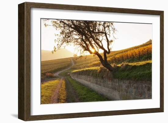 Path Through Vineyards in Autumn at Sunset-Marcus Lange-Framed Photographic Print