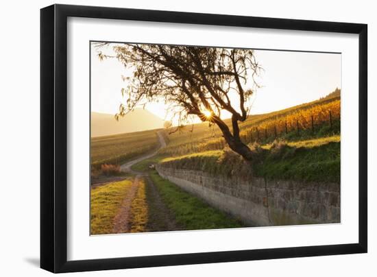 Path Through Vineyards in Autumn at Sunset-Marcus Lange-Framed Photographic Print