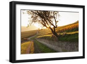 Path Through Vineyards in Autumn at Sunset-Marcus Lange-Framed Photographic Print