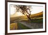 Path Through Vineyards in Autumn at Sunset-Marcus Lange-Framed Photographic Print