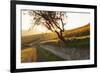 Path Through Vineyards in Autumn at Sunset-Marcus Lange-Framed Photographic Print