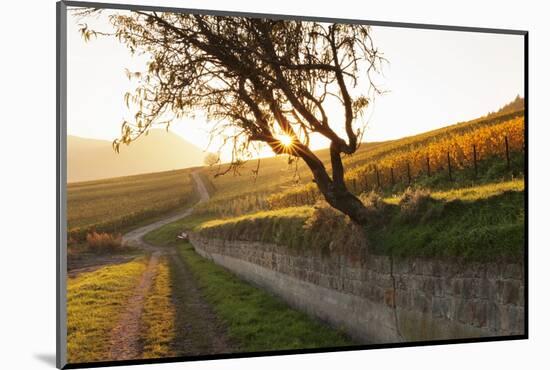 Path Through Vineyards in Autumn at Sunset-Marcus Lange-Mounted Photographic Print