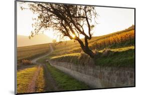 Path Through Vineyards in Autumn at Sunset-Marcus Lange-Mounted Photographic Print