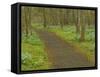 Path through woods filled with bluebells, Manassas National Battlefield Park, Virginia, USA-Corey Hilz-Framed Stretched Canvas