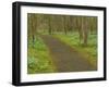 Path through woods filled with bluebells, Manassas National Battlefield Park, Virginia, USA-Corey Hilz-Framed Photographic Print