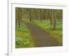 Path through woods filled with bluebells, Manassas National Battlefield Park, Virginia, USA-Corey Hilz-Framed Photographic Print