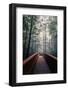 Path To Adventure - Redwoods Emerald Forest - California Coast-Vincent James-Framed Photographic Print