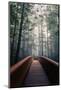 Path To Adventure - Redwoods Emerald Forest - California Coast-Vincent James-Mounted Photographic Print